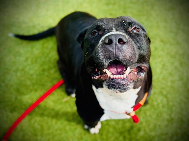Shelter Stray Male Dog last seen , 2769 Conroy Rd, Orlando, FL 32839, USA