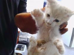 Shelter Stray Male Cat last seen CHARLOTTE, Charlotte, NC 28217