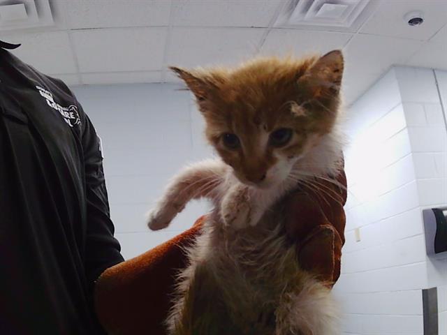 Shelter Stray Male Cat last seen CHARLOTTE, Charlotte, NC 28217