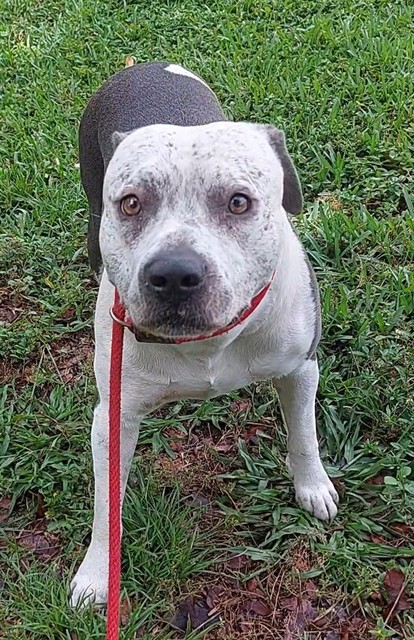 Shelter Stray Male Dog last seen Near BLOCK W SR 84, DAVIE,FL 33312, Davie, FL 33312
