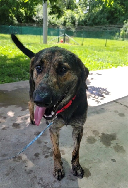 Shelter Stray Male Dog last seen OFALLON, St. Peters, MO 63376