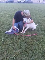 Reunited Male Dog last seen Clark gap road , Fletcher, NC 28732