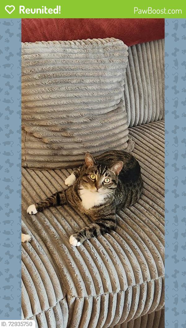 Reunited Female Cat last seen Warner and Fuller, Columbus, WI 53925