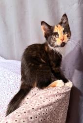 Lost Female Cat last seen Ronkonkoma train station, Ronkonkoma, NY 11779
