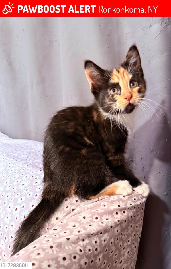 Lost Female Cat last seen Ronkonkoma train station, Ronkonkoma, NY 11779