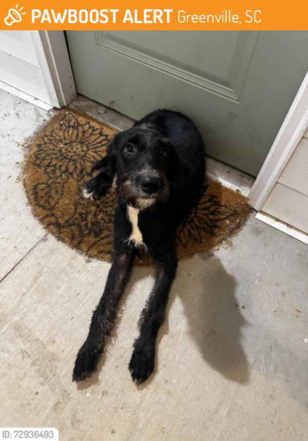 Found/Stray Female Dog last seen Davis, Greenville, SC 29611