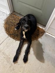 Found/Stray Female Dog last seen Davis, Greenville, SC 29611