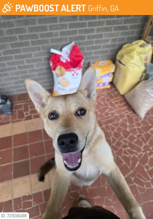Found/Stray Female Dog last seen Dollar general, Griffin, GA 30224