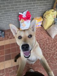 Found/Stray Female Dog last seen Dollar general, Griffin, GA 30224