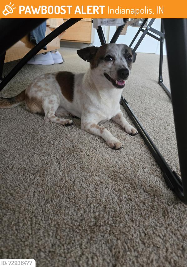 Found/Stray Male Dog last seen Landmark Apts , Indianapolis, IN 46260