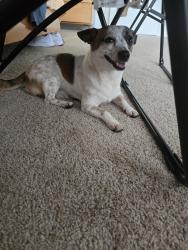 Found/Stray Male Dog last seen Landmark Apts , Indianapolis, IN 46260