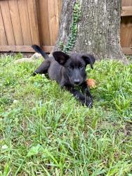 Found/Stray Female Dog last seen Off Bailey Avenue in a back alley, Chattanooga, TN 37404
