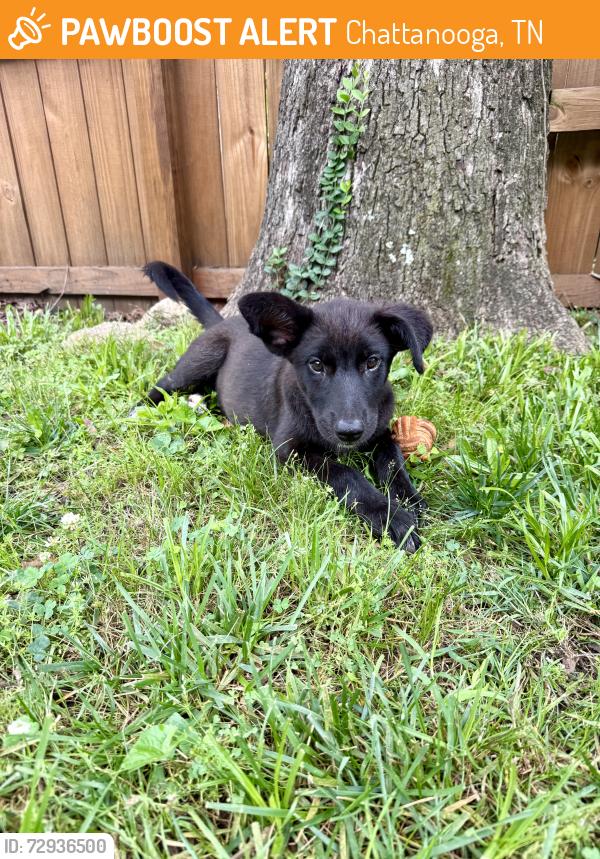 Found/Stray Female Dog last seen Off Bailey Avenue in a back alley, Chattanooga, TN 37404