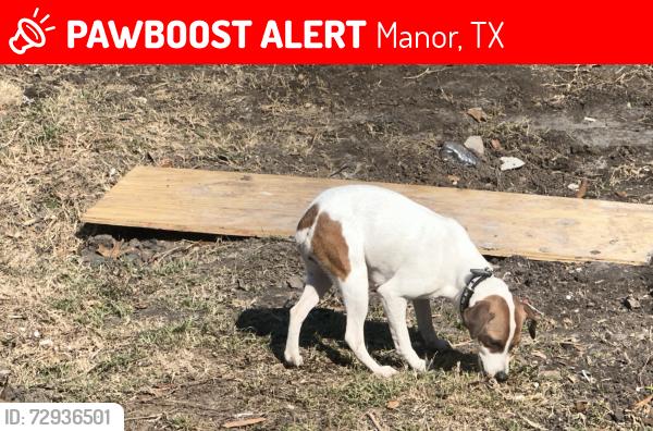 Lost Female Dog last seen Parsons , Manor, TX 78653