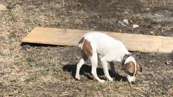 Lost Female Dog last seen Parsons , Manor, TX 78653