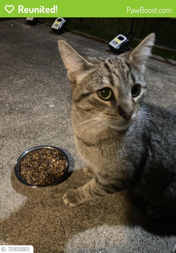 Reunited Unknown Cat last seen Stanton Ave & Negley Ave , Pittsburgh, PA 15224
