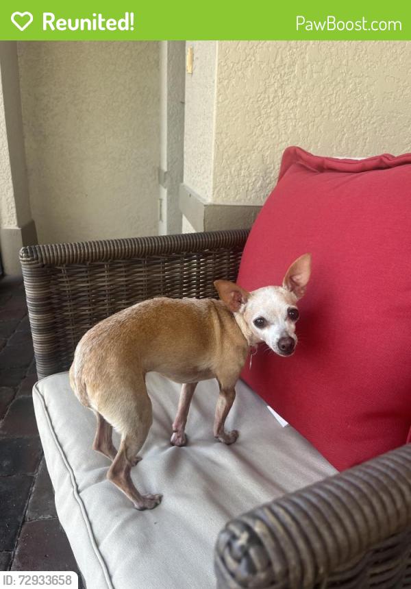 Reunited Male Dog last seen Del prado extension , Cape Coral, FL 33917