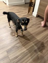 Found/Stray Male Dog last seen Sikorski Ln. and Rickenbacker Dr. , Dallas, TX 75228