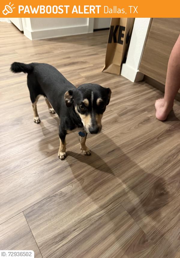Found/Stray Male Dog last seen Sikorski Ln. and Rickenbacker Dr. , Dallas, TX 75228