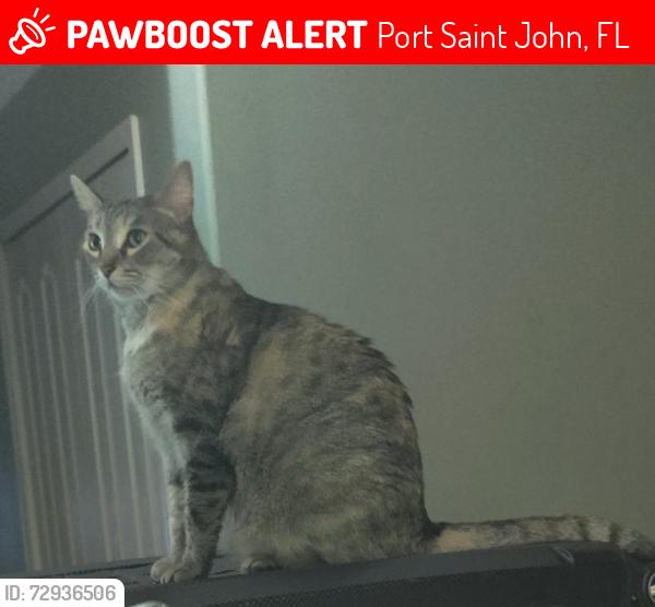 Lost Female Cat last seen US1 and Matthew Cir, Port Saint John, FL 32927