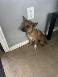 Found/Stray Male Dog last seen Beach st, Fort Worth, TX 76111