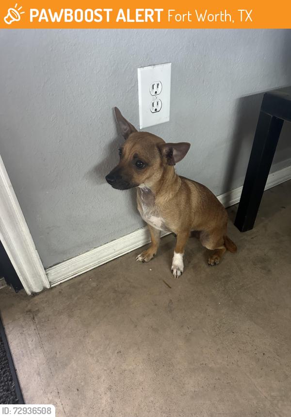 Found/Stray Male Dog last seen Beach st, Fort Worth, TX 76111