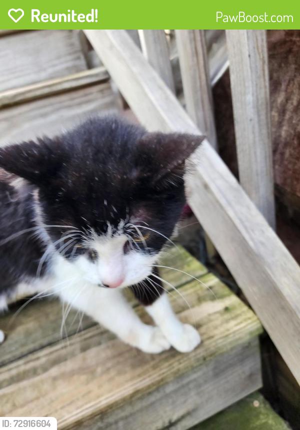 Reunited Male Cat last seen Edgewood and Charwood, Cumberland Hill area near Veterans Park, Lexington, KY 40515