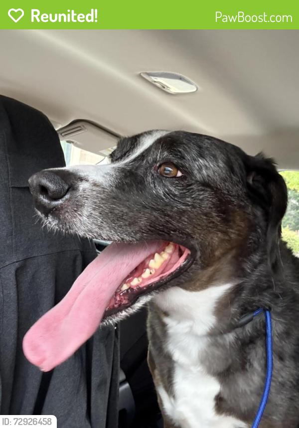 Reunited Male Dog last seen Gvine Cleaners on Vine st and Main St, Grapevine, TX 76051