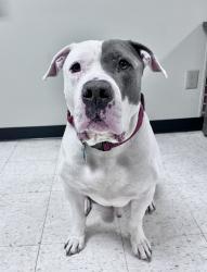 Reunited Male Dog last seen Owens st, Arvada, CO 80004