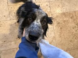 Reunited Unknown Dog last seen Near , Conroe, TX 77301