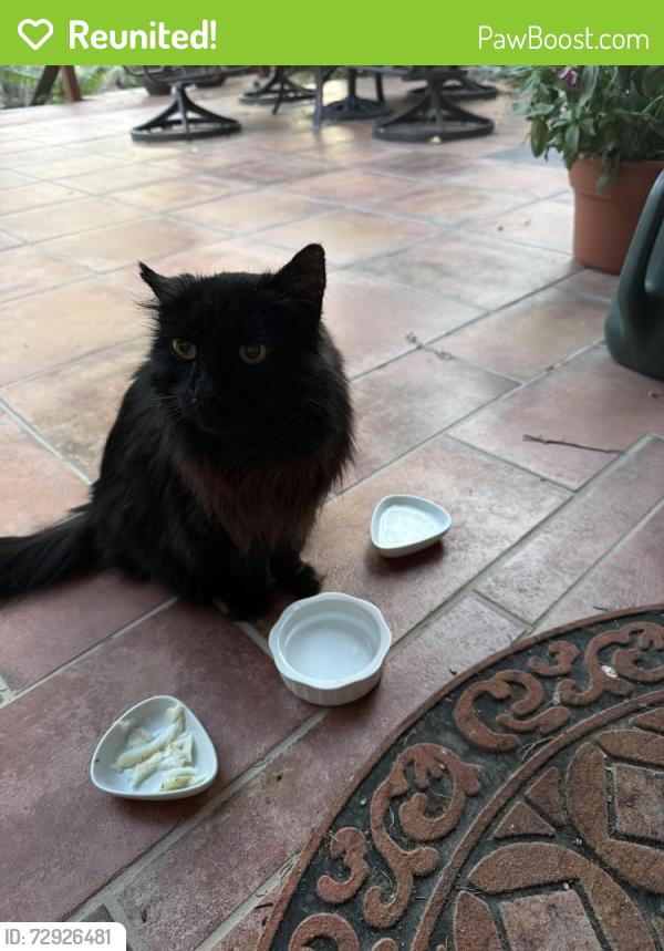 Reunited Unknown Cat last seen Riverside terrace , Reno, NV 89503