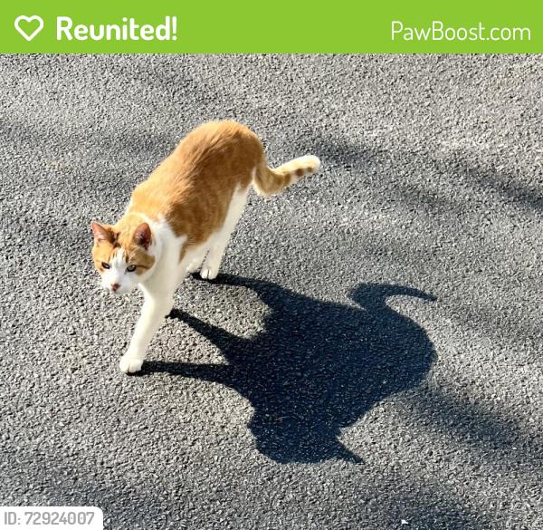 Reunited Male Cat last seen Near 607 Elm Avenue, and near Ogden Avenue., Swarthmore, PA 19081