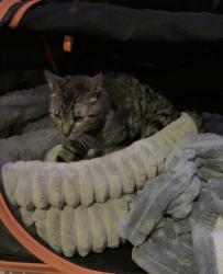 Reunited Male Cat last seen S Klemme Rd and Old Post Rd , Crete, IL 60417