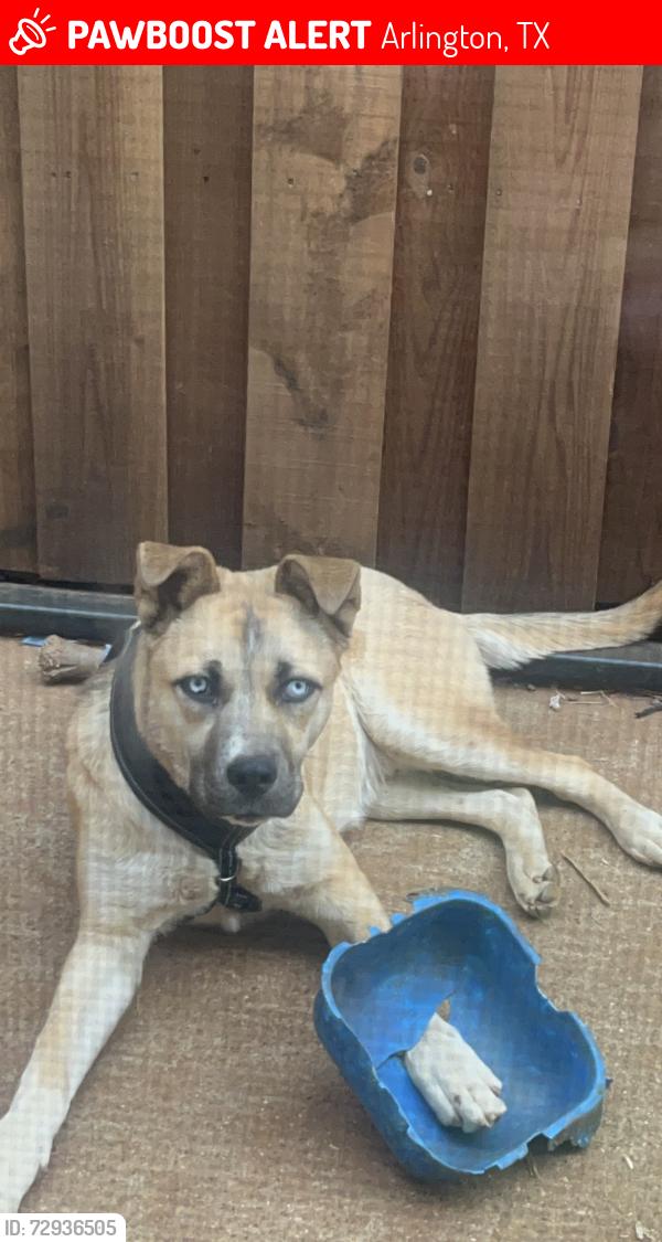 Lost Male Dog last seen Road to six flags, Arlington, TX 76012