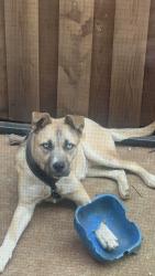 Lost Male Dog last seen Road to six flags, Arlington, TX 76012