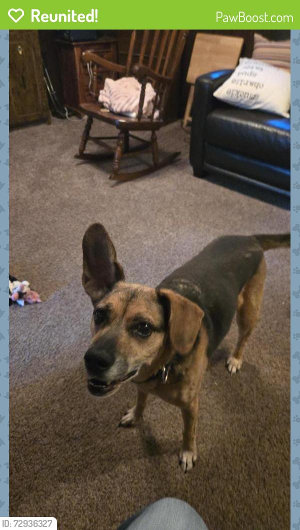 Reunited Male Dog last seen Huron and Sorrel, London, ON N5V 2R8