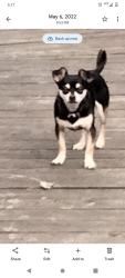 Lost Male Dog last seen 565l, Cove, TX 77523
