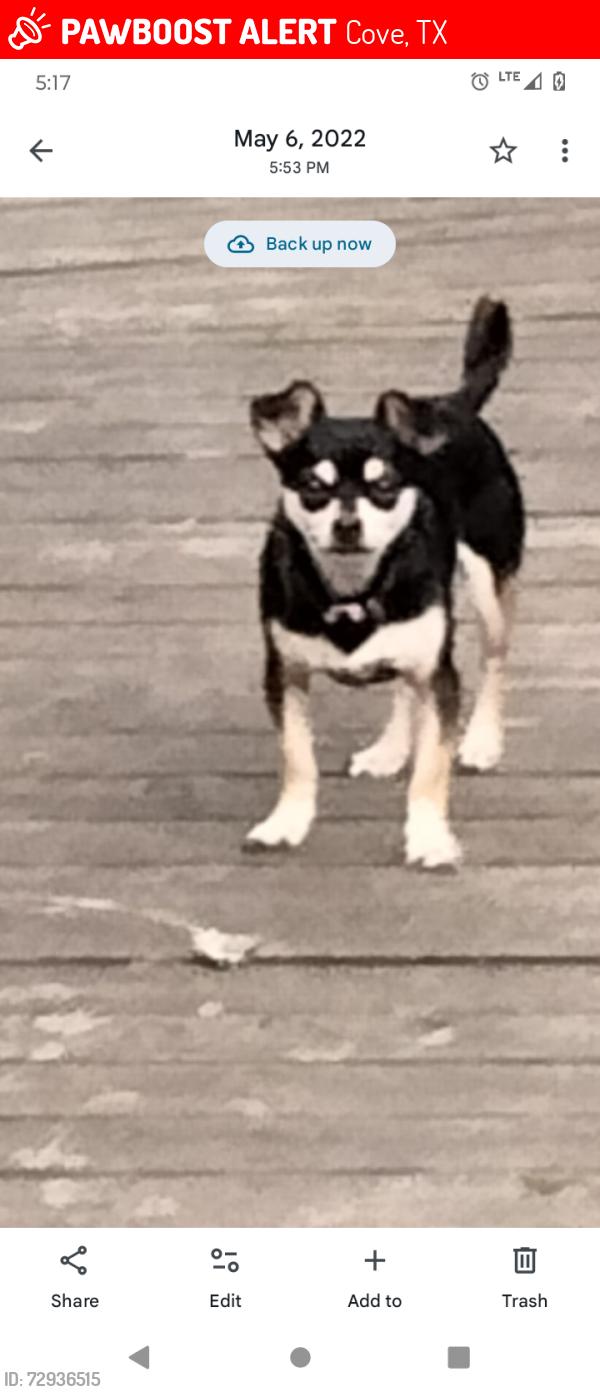 Lost Male Dog last seen 565l, Cove, TX 77523