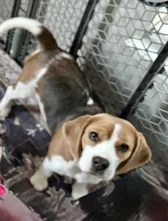 Reunited Female Dog last seen Stop 11 & Five Points , Indianapolis, IN 46237