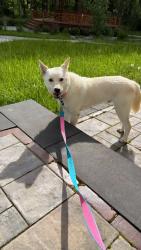Lost Male Dog last seen Jackson Ave and Lake Rd, New Windsor, NY 12553