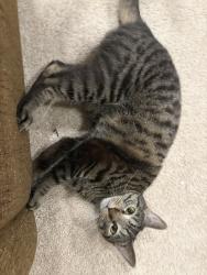 Reunited Female Cat last seen Near Manor Village Way, Raleigh, NC 27612, USA, Raleigh, NC 27612