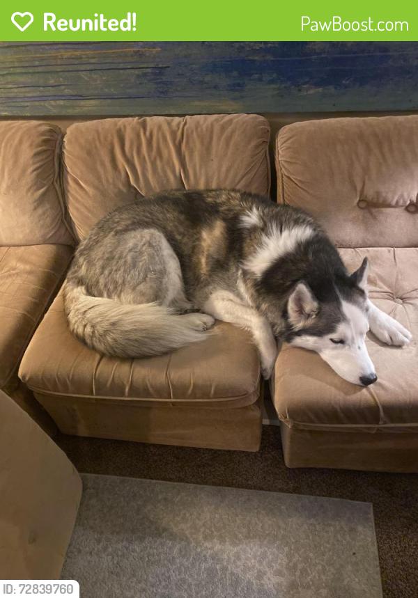 Reunited Male Dog last seen 13th and Allegheny ave, Philadelphia, PA 19132