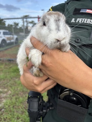 Shelter Stray Male Rabbit last seen Crystal River, FL 34428, Inverness, FL 34450