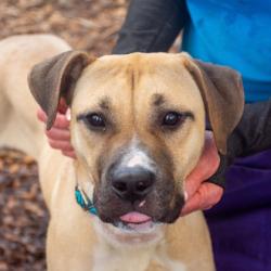 Shelter Stray Female Dog last seen Near J.W, Williams Senior Lane, Lithonia 30058, 30058, GA, Atlanta, GA 30341