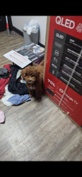 Reunited Male Dog last seen Anniston pointe way, Park Row, TX 77493