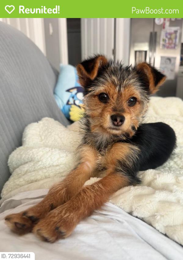 Reunited Male Dog last seen Carol Road, Stratford, CT 06614