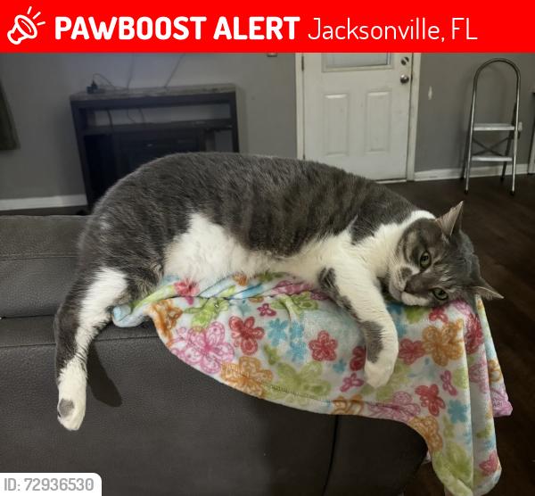 Lost Female Cat last seen McCormick and crystal ridge , Jacksonville, FL 32225