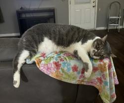 Lost Female Cat last seen McCormick and crystal ridge , Jacksonville, FL 32225