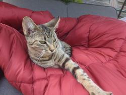 Lost Female Cat last seen Glen Erin and College way intersection, Mississauga, ON L5L