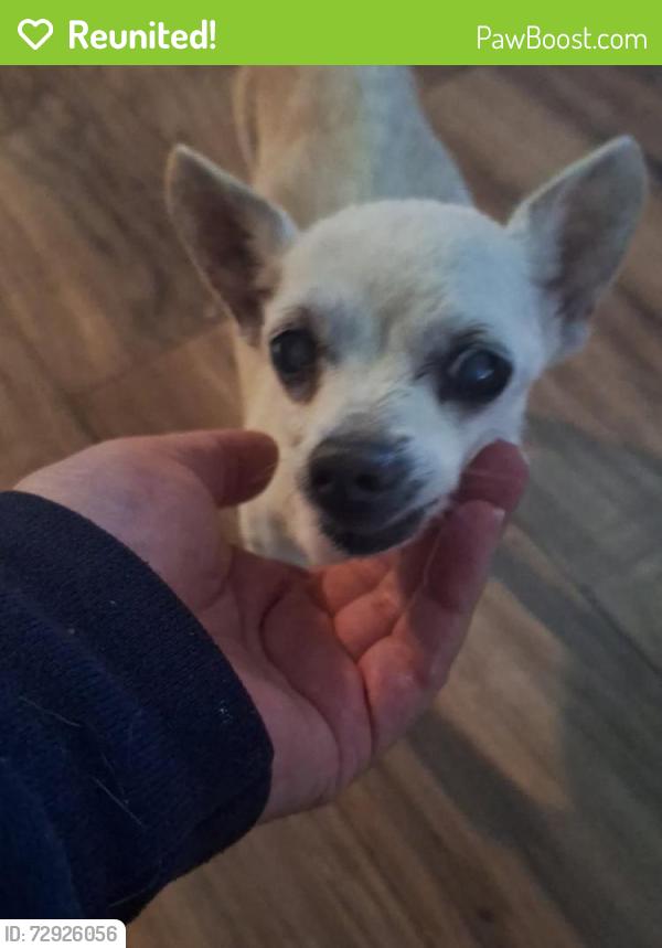 Reunited Female Dog last seen Pioneer Junction Stillwater subdivision , San Antonio, TX 78254